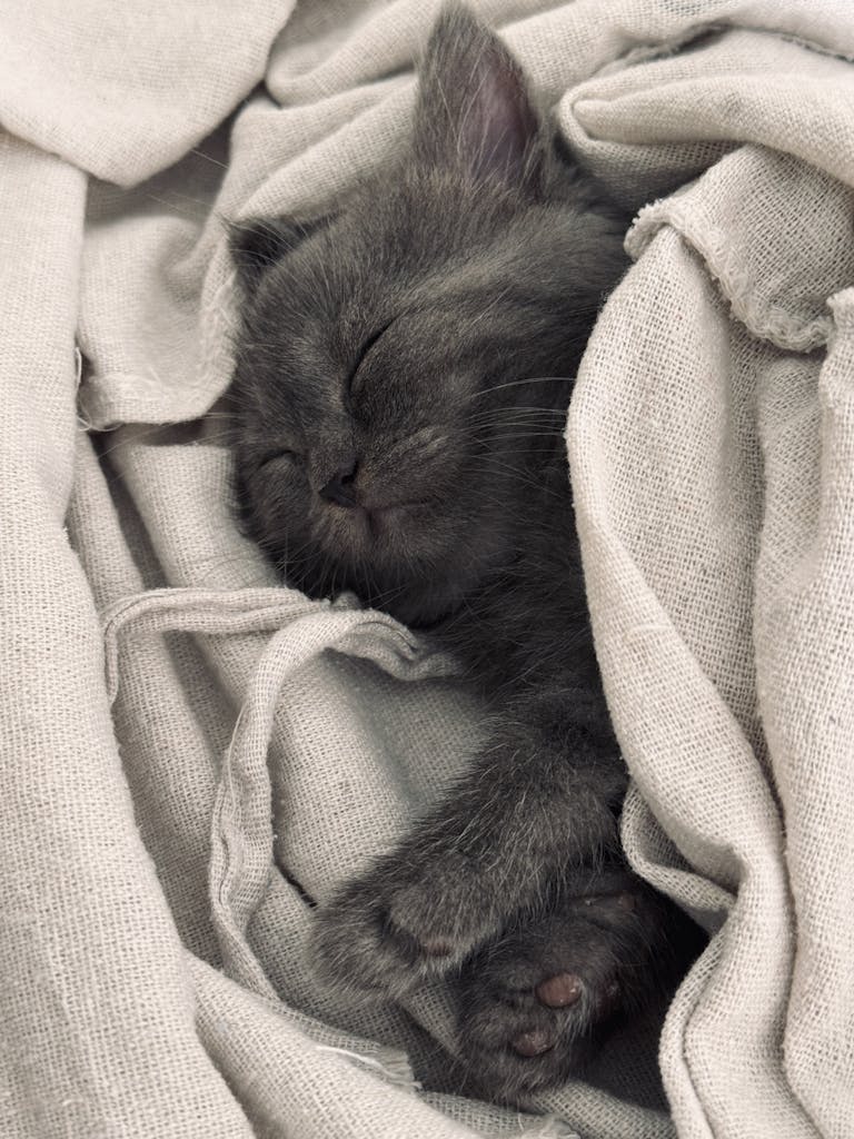 Adorable chaton gris dormant paisiblement dans des couvertures douillettes, dégageant chaleur et mignonnerie.