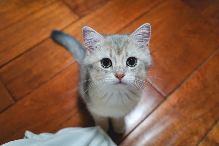Charming fluffy kitten looking up on polished wood floor, capturing a cute home moment.