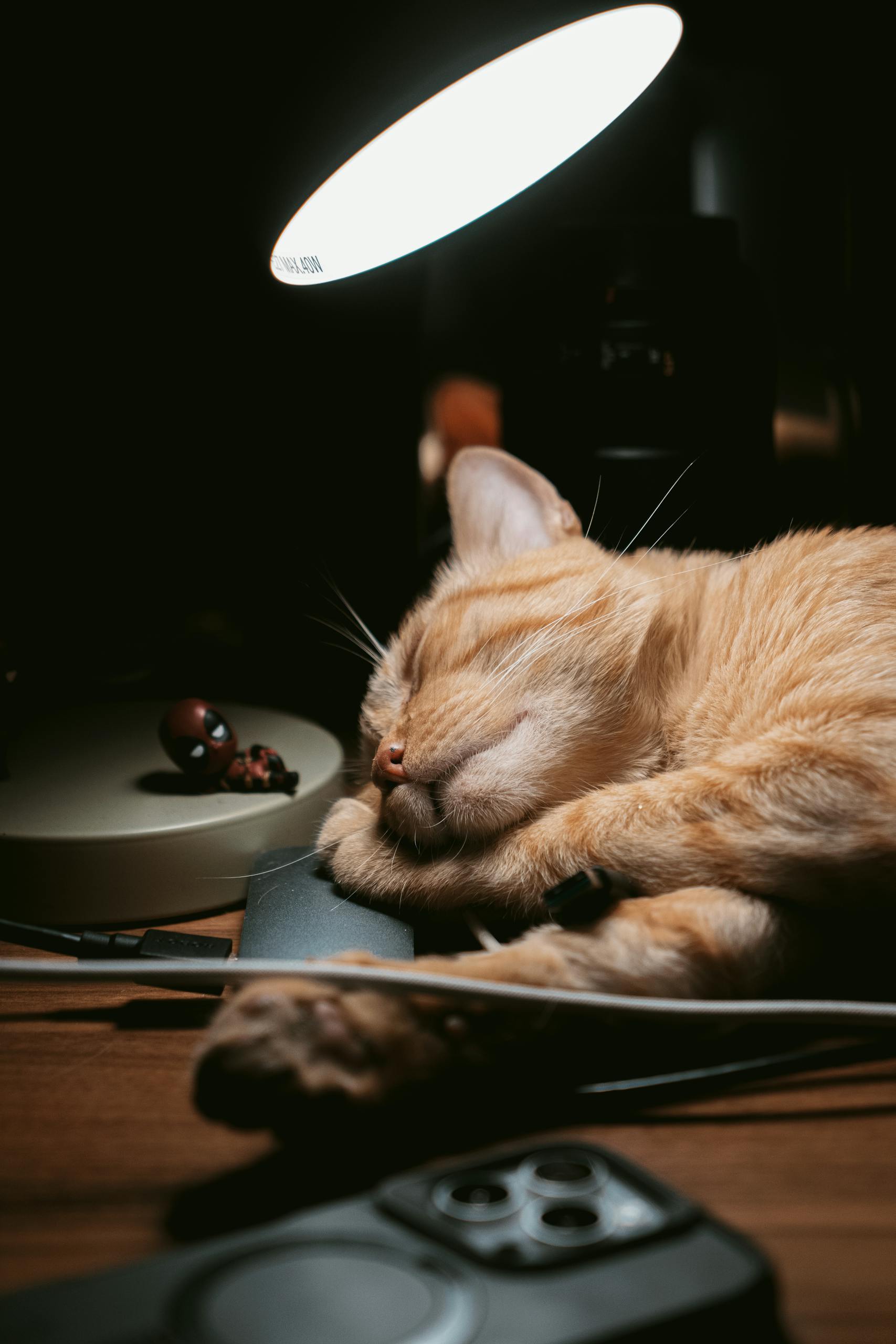 chat adorable, chat, éclairage dramatique.