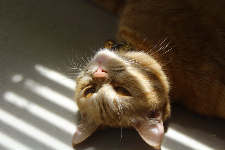 Chat qui profite des rayons du soleil