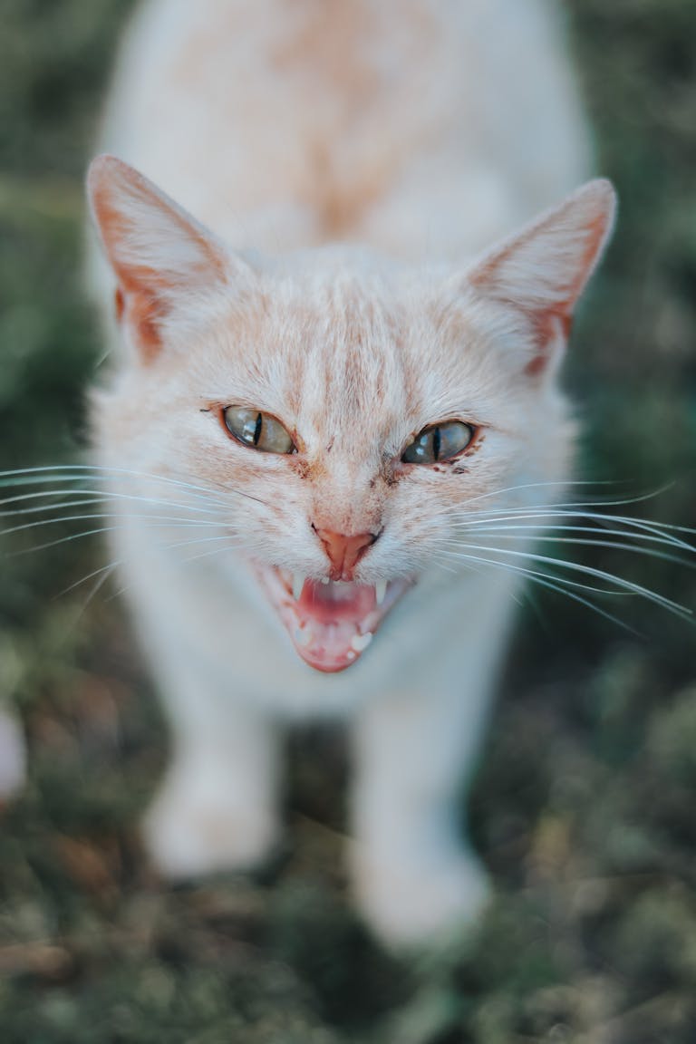 Gros plan d’un chat blanc sifflant dans un environnement naturel en extérieur.