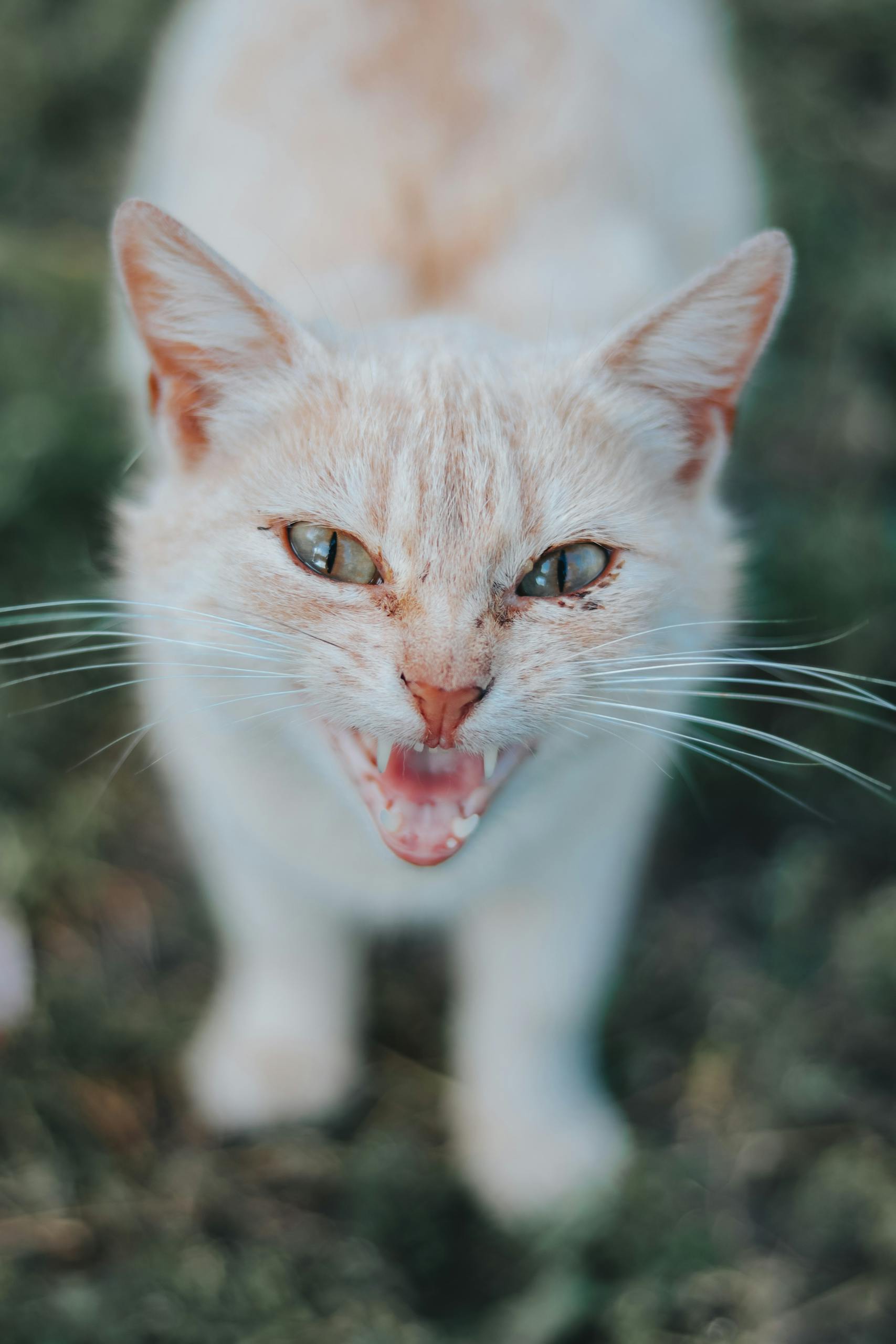 Gros plan d’un chat blanc sifflant dans un environnement naturel en extérieur.