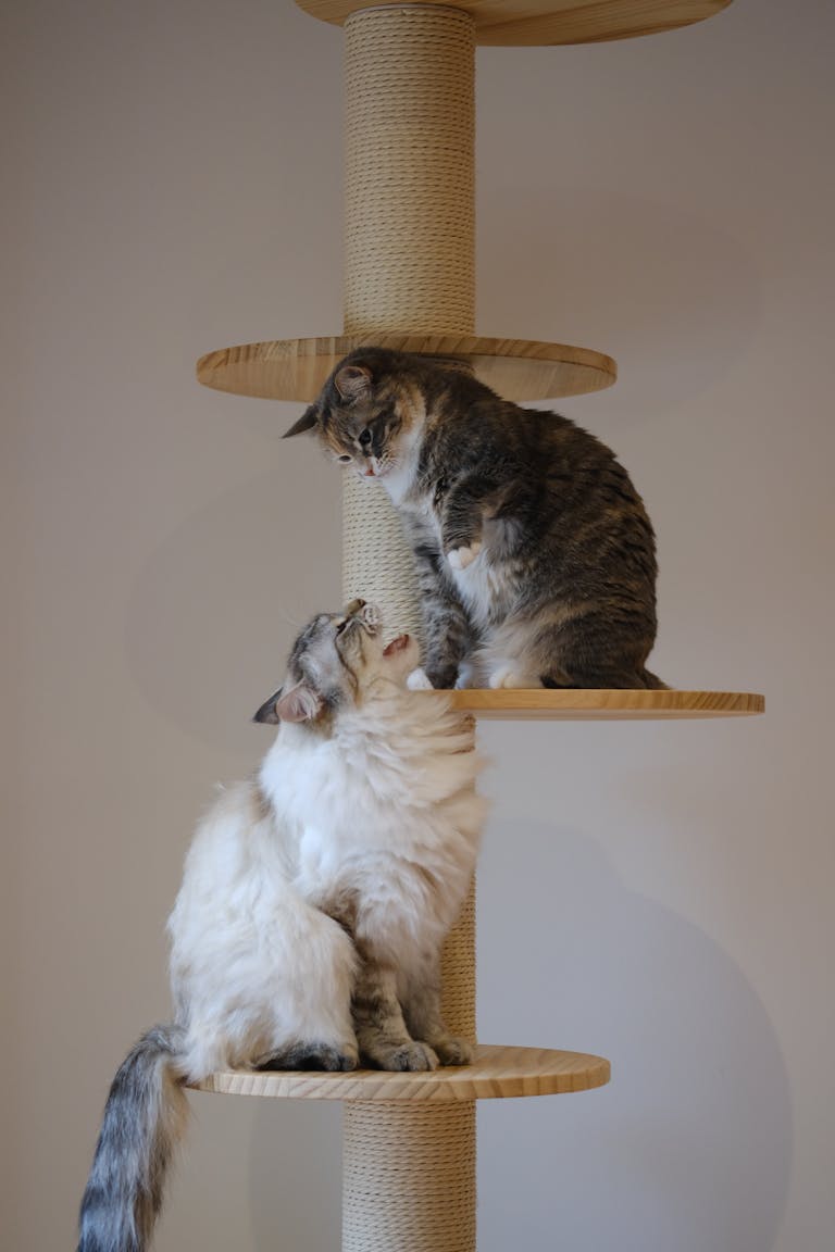Deux chats interagissant de manière ludique sur un arbre à chat à l’intérieur, montrant leur comportement naturel.