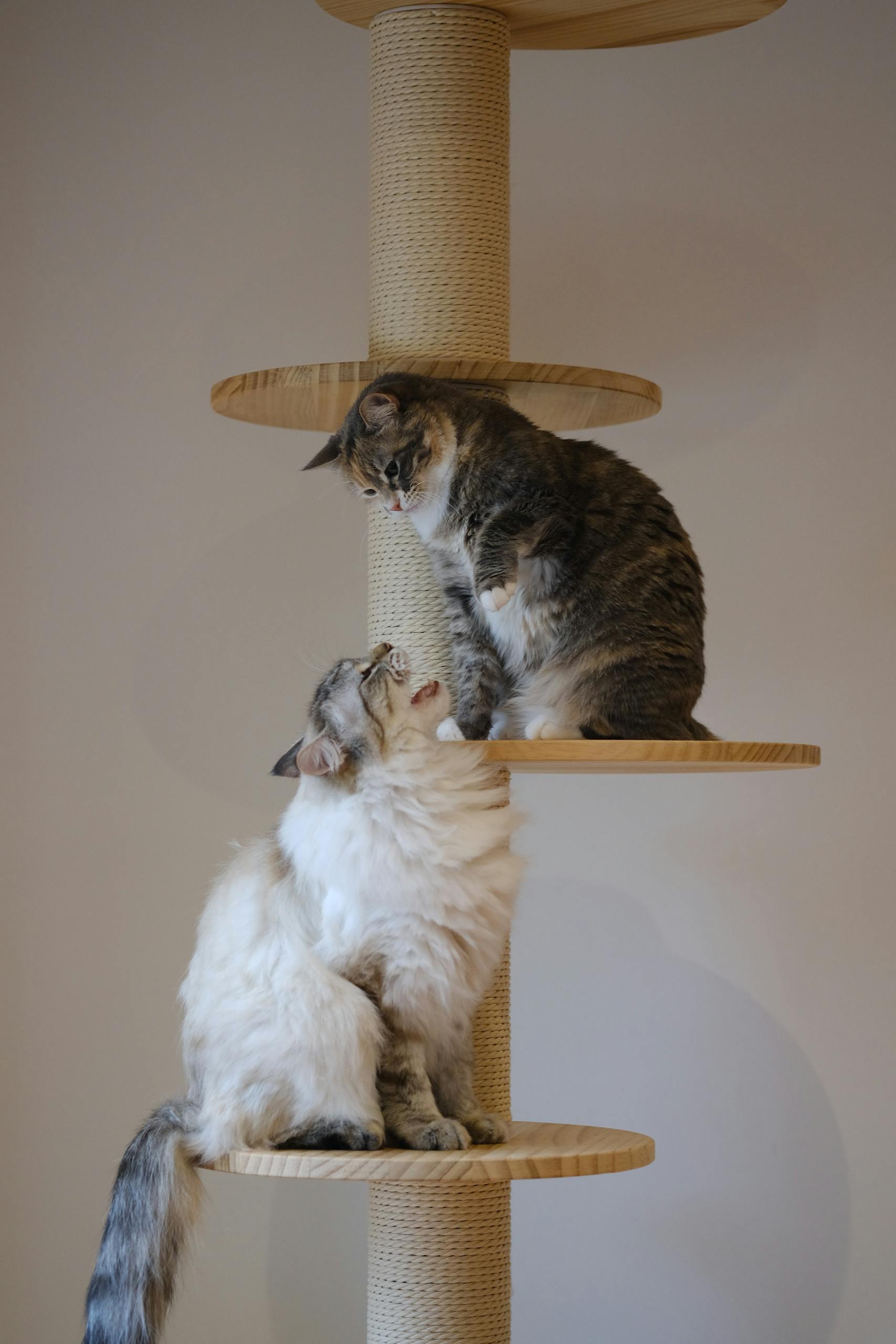 Deux chats interagissant de manière ludique sur un arbre à chat à l’intérieur, montrant leur comportement naturel.